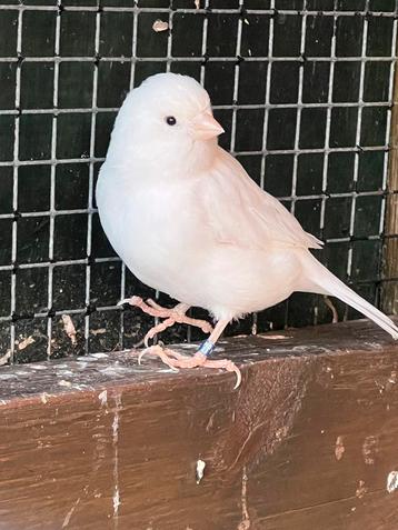 Mooie witte kanarie pop beschikbaar voor biedingen