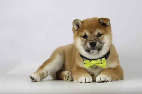 Shiba Inu pups te koop- 100 % Belgische Shiba Inu pups, Dieren en Toebehoren, Honden | Poolhonden, Keeshonden en Oertypen, Meerdere dieren