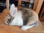 Lapin nain bélier, Animaux & Accessoires, Mâle, Nain, 0 à 2 ans