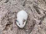 Jong cavia mannetje, Augustus, Cavia