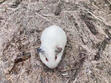 Jong cavia mannetje beschikbaar voor biedingen