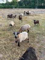 Schapen, Schaap