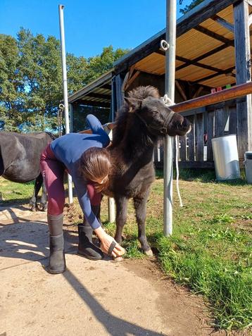 Grote maat shetlander Hengst veulen  beschikbaar voor biedingen