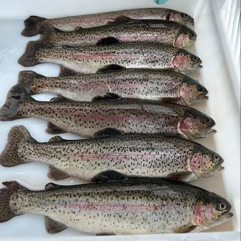 Regenboogforel en hele zalmforel, Watersport en Boten, Hengelsport | Algemeen, Ophalen of Verzenden