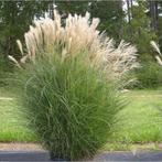 Kluiten prachtriet Miscanthus sinensis 'Gracillimus', Tuin en Terras, Ophalen, Vaste plant, Siergrassen, Halfschaduw