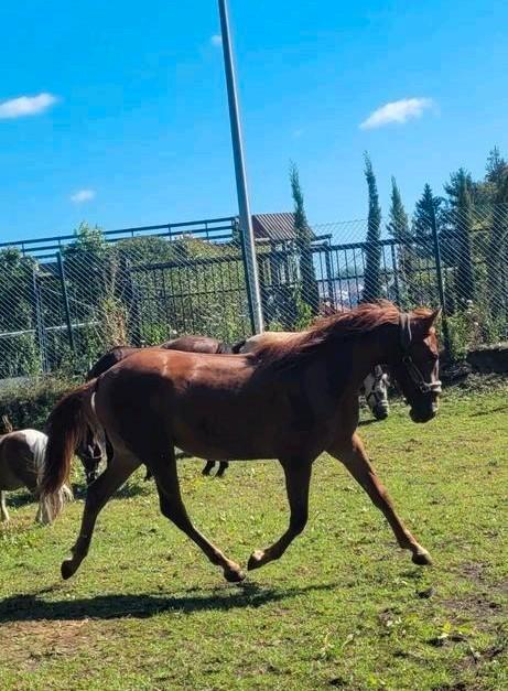 Raindrop massage voor paarden en pony's, Dieren en Toebehoren, Paarden en Pony's | Verzorgingsproducten, Ophalen