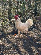 Hanen te koop, Mâle, Poule ou poulet
