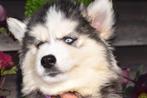 Chiots husky de Sibérie, Animaux & Accessoires, 15 semaines à 1 an, Étranger, Hépatite contagieuse (maladie de Rubarth), Autres races
