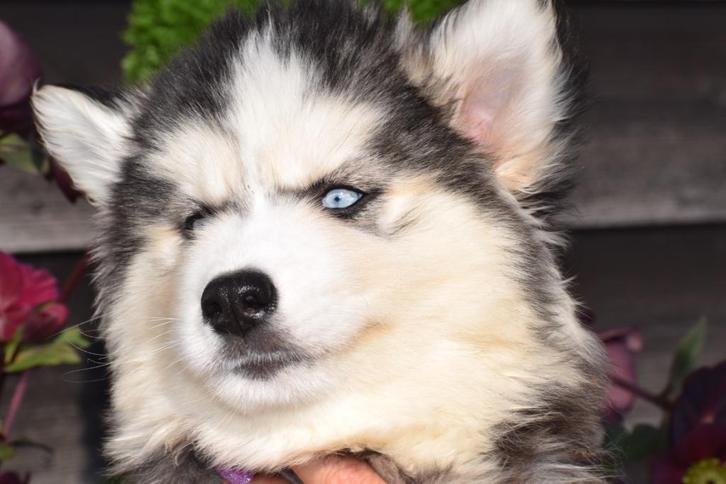 Siberische husky pups, Dieren en Toebehoren, Honden | Poolhonden, Keeshonden en Oertypen, Meerdere dieren, Overige rassen, Fokker | Professioneel