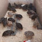 Japanse kwartels, Dieren en Toebehoren, Pluimvee