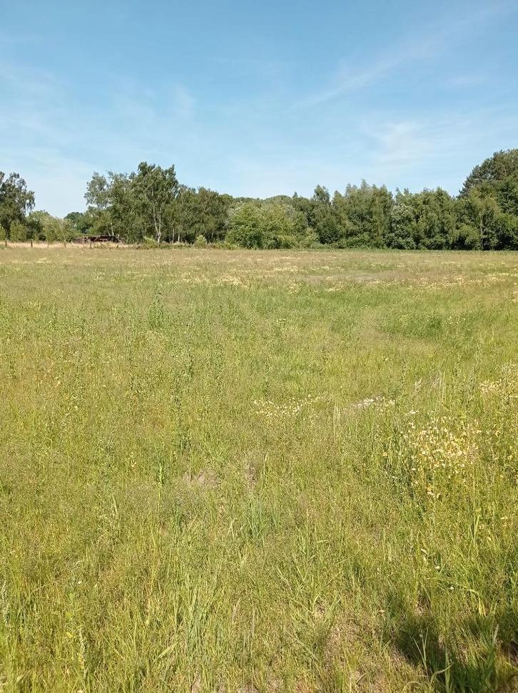 Weide te koop te Boortmeerbeek, Animaux & Accessoires, Box & Pâturages, Pâturage