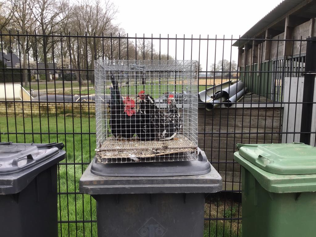 Chabo krielen, Animaux & Accessoires, Volatiles