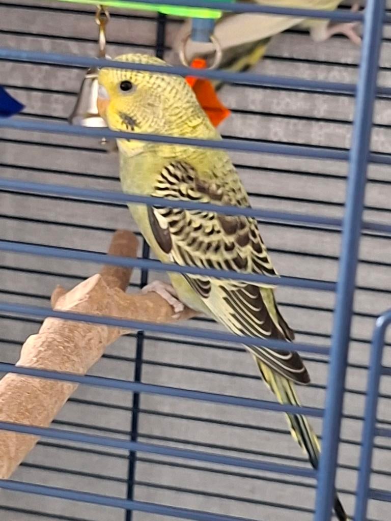 ***GRATUIT***, Dieren en Toebehoren, Vogels | Parkieten en Papegaaien, Parkiet