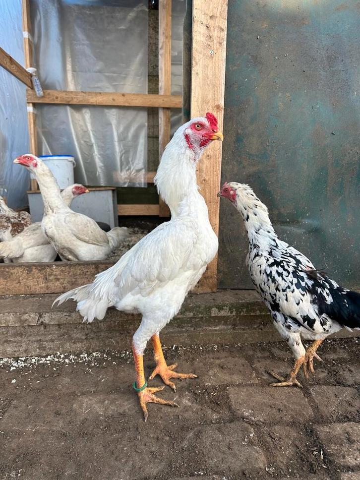 Shamo, Dieren en Toebehoren, Pluimvee