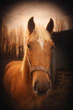 American quarter horse FULL BLOOD - Hengst, Dieren en Toebehoren, Paarden, Met stamboom, Niet van toepassing, Hengst, 3 tot 6 jaar