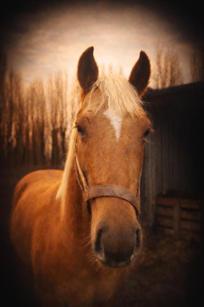 American quarter horse FULL BLOOD - Hengst, Animaux & Accessoires, Chevaux, Étalon, Ne s'applique pas, 3 à 6 ans, Cheval western