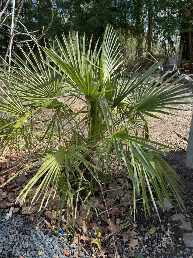 Soort palboompje, Tuin en Terras, Planten | Bomen, Ophalen, Palmboom, Minder dan 100 cm
