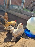 Ukkelse baardkriel haan wit, Dieren en Toebehoren, Pluimvee, Mannelijk, Kip