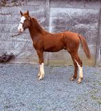 Jaarling hengst, Animaux & Accessoires, Chevaux, Étalon, Avec pedigree, 0 à 2 ans