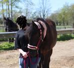 Verzorger aangeboden, Dieren en Toebehoren, Paarden