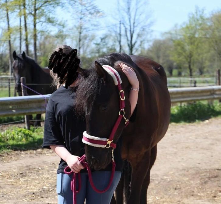 Verzorger aangeboden, Animaux & Accessoires, Chevaux