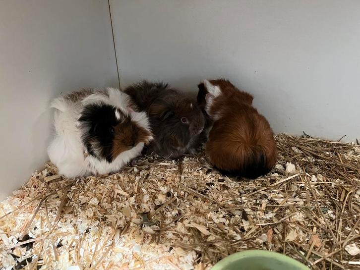 Hele lieve, jonge cavia beertjes, langharig peruvian mix, Animaux & Accessoires, Rongeurs, Mâle, Cobaye, Février, Domestique