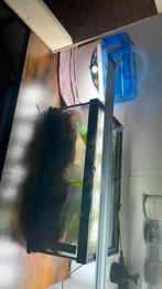 Pijlgifkikkers, Dieren en Toebehoren, Ophalen, Zo goed als nieuw