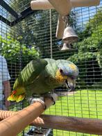 Blauwvoorhoofd papagaai, Bagué