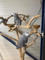 Jeunes bébés perroquets roux gris, Plusieurs animaux, Perroquet, Domestique