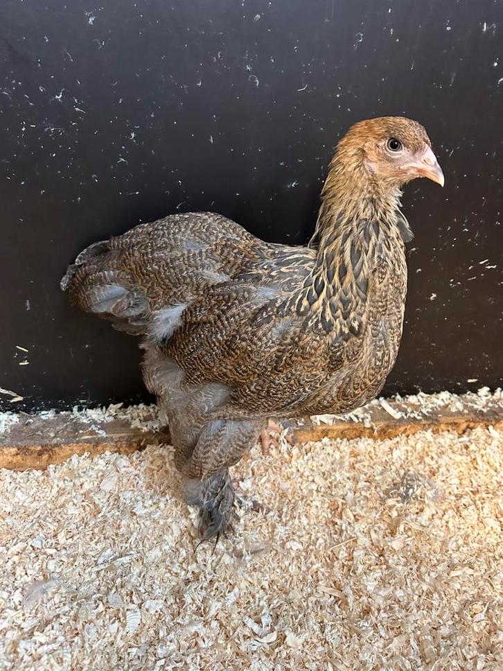 Jonge brahma koppels te koop tentoonstelling kwaliteit, Animaux & Accessoires, Volatiles, Poule ou poulet, Plusieurs animaux