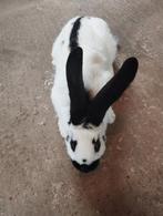 Reuzevlinder ram te koop