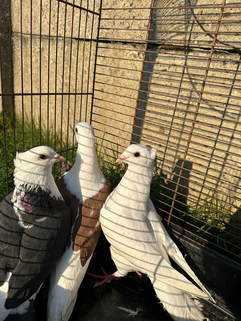 Sierduiven, Dieren en Toebehoren, Vogels | Duiven, Meerdere dieren, Overige soorten