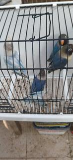 Personata.s, Dieren en Toebehoren, Vogels | Parkieten en Papegaaien