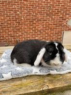 raszuivere nhd voedster, Dieren en Toebehoren, Konijnen, Vrouwelijk, Dwerg, Hangoor, 0 tot 2 jaar