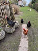 Zwarte marans koperhals hennen, Dieren en Toebehoren