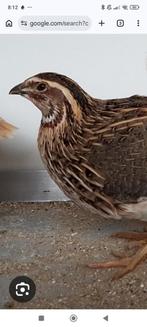 Kwartel,koppel Japanse kwartel, Animaux & Accessoires