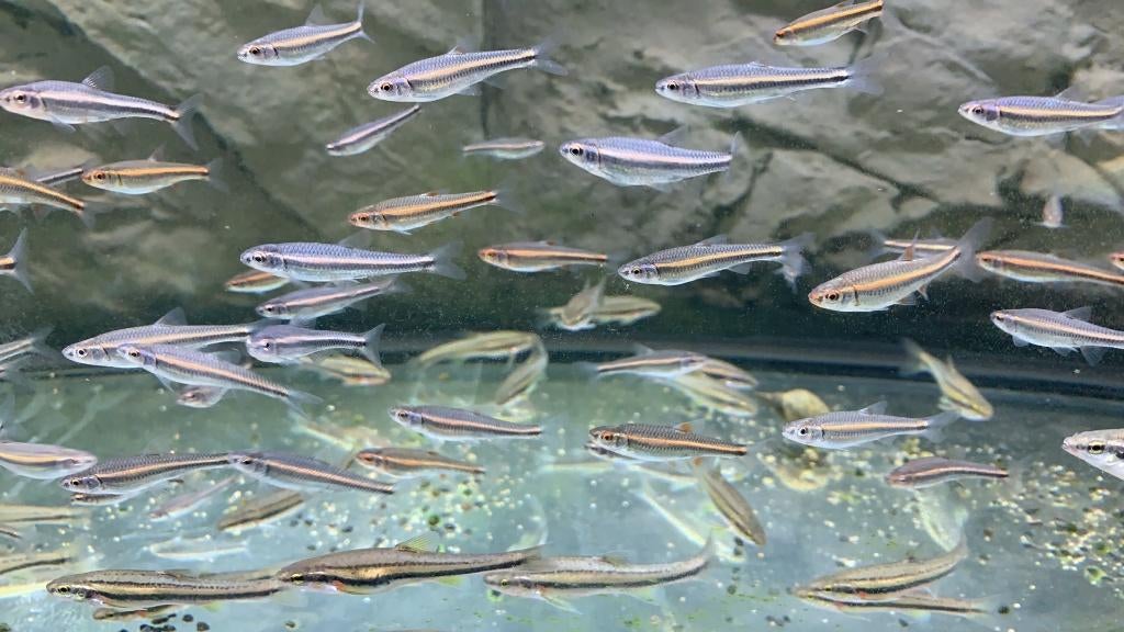 Jonge notropis chrosomus max. € 2.00 zijn 2-3 cm, Dieren en Toebehoren, Vissen | Vijvervissen, Overige soorten