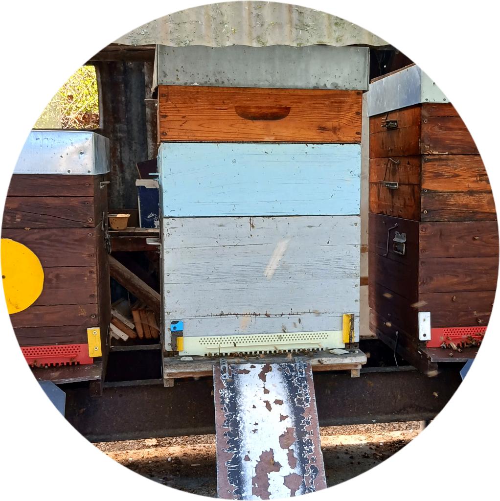 Terrain pour mettre 2 ruches, Animaux & Accessoires, Enlèvement, Neuf