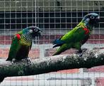 Diverse pyrrhura te koop, Dieren en Toebehoren, Meerdere dieren, Parkiet, Geringd
