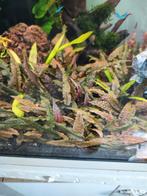 cryptocoryne wendtii aquariumplant, Dieren en Toebehoren, Ophalen of Verzenden, Zo goed als nieuw