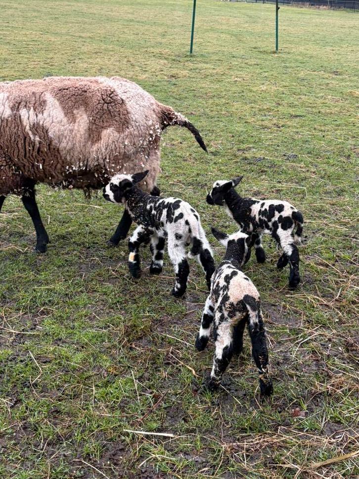 (Bagger) Bonte schapen lammeren en moederooien, Animaux & Accessoires, Moutons, Chèvres & Cochons, Mouton, Plusieurs animaux, 0 à 2 ans