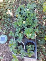 aardbeiplantjes in pot (+/-d: 15cm), Tuin en Terras, Planten | Tuinplanten, Ophalen, Volle zon, Vaste plant, Zomer