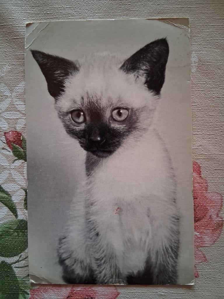 Postkaart poes, Collections, Cartes postales | Animaux, Enlèvement ou Envoi