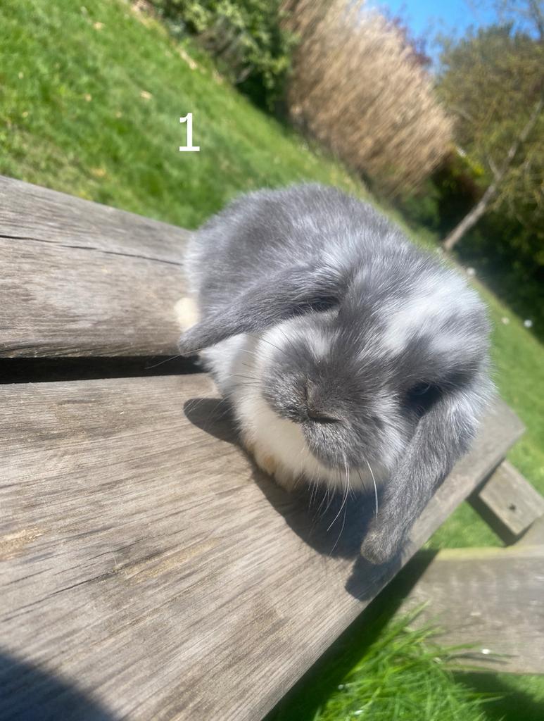 Nederlands hangoordwerg baby’s, Dieren en Toebehoren, Meerdere dieren, Dwerg, Hangoor, 0 tot 2 jaar