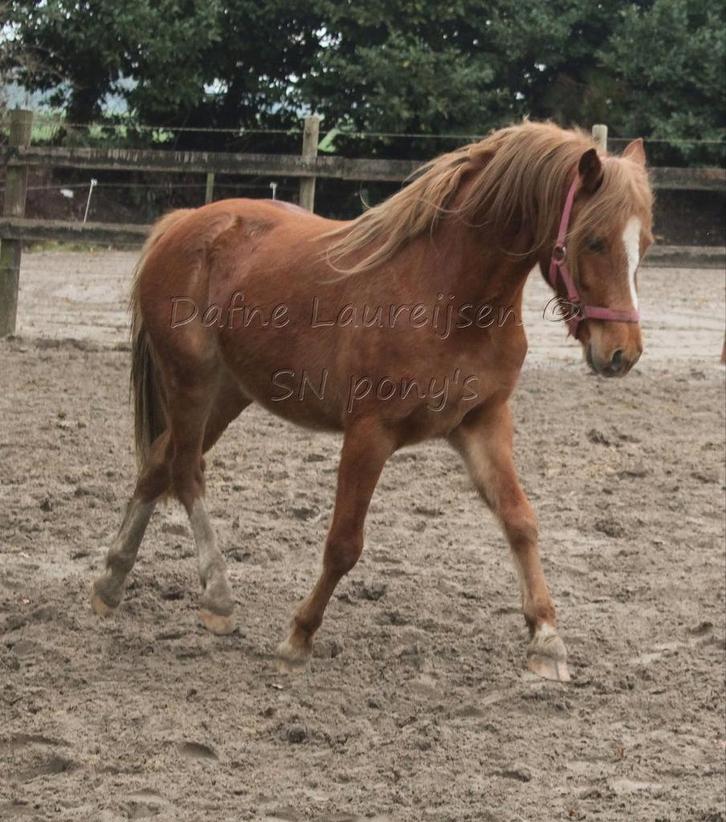 3 jarige Welsh C ruin 🩵, Animaux & Accessoires, Chevaux, Hongre, Non dressé, 3 à 6 ans, Avec pedigree, Avec puce électronique