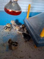 Kuikens, Dieren en Toebehoren, Pluimvee