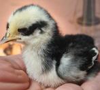 Cochin kuikentjes, Dieren en Toebehoren