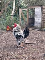 Brahma krul haan, Dieren en Toebehoren, Pluimvee, Mannelijk, Kip