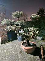 Prachtige olijfboom te koop., Ophalen, In pot, Olijfboom