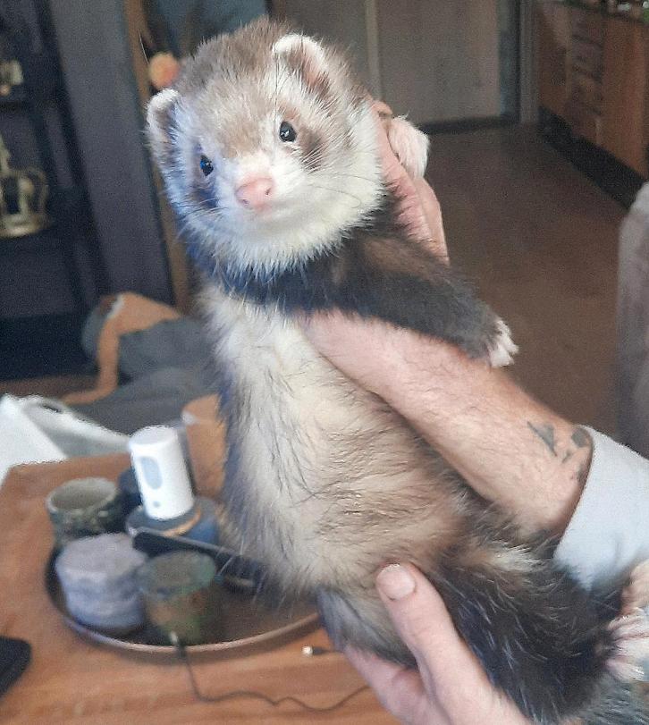 dekram fret, half angora (niet te koop) beschikbaar, Dieren en Toebehoren, Overige Dieren, Mannelijk, Mei